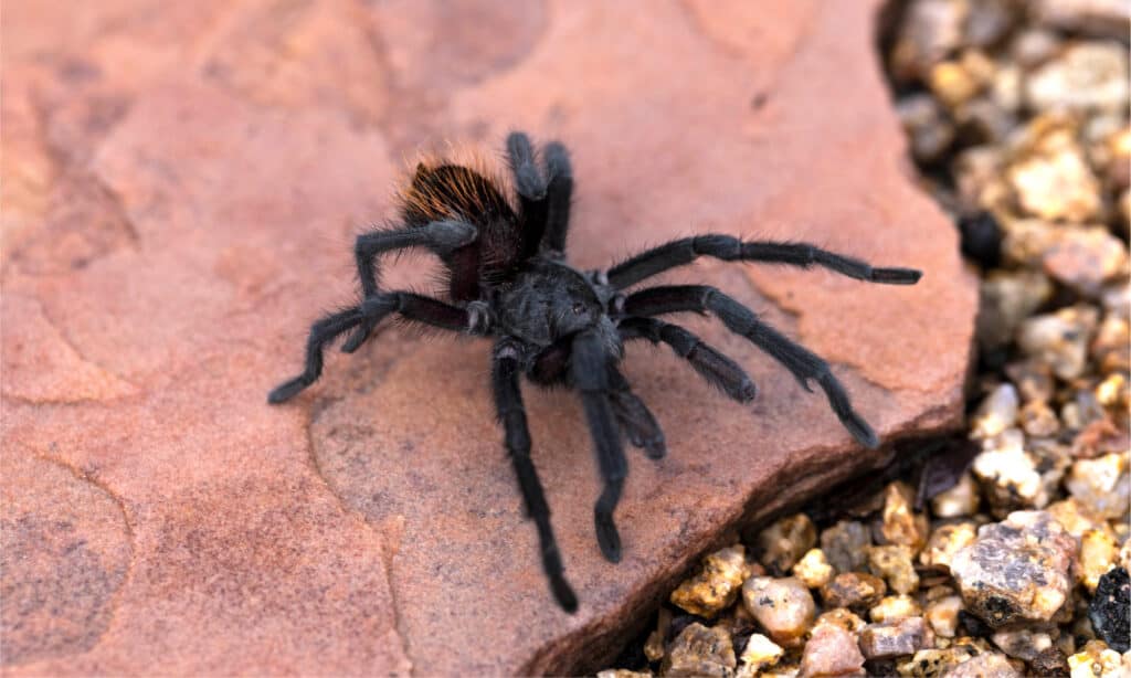grand canyon black tarantula