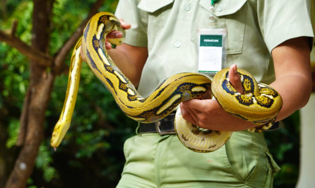 Snake Mites - Vet Handling Snake