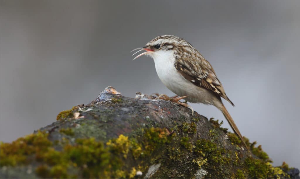 treecreeper