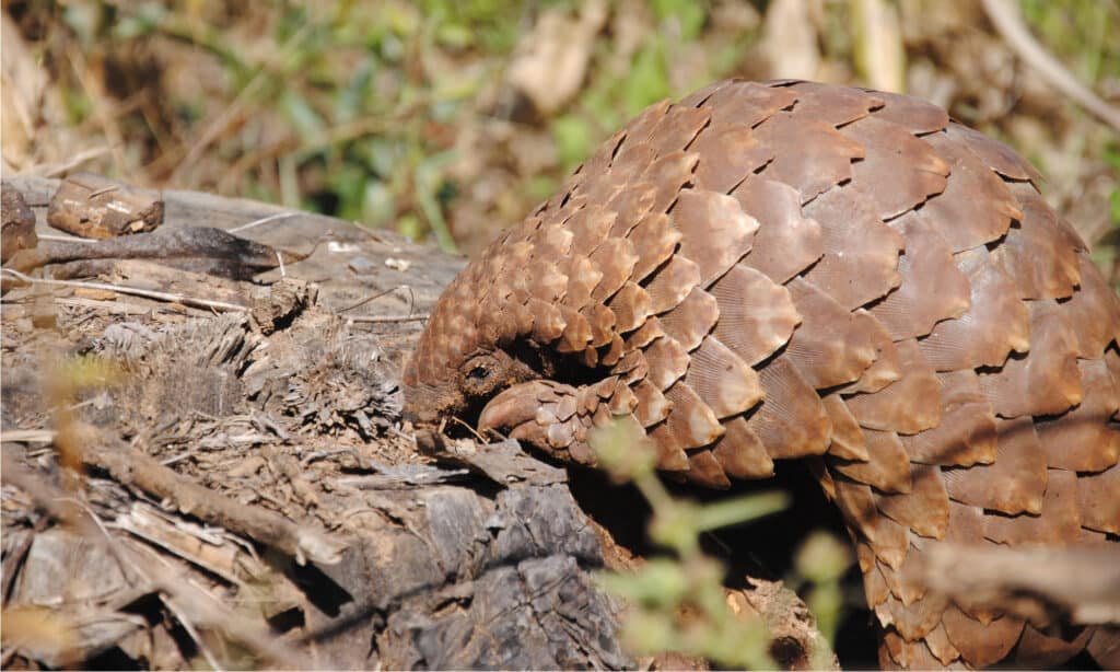 pangolin