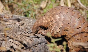 Beautiful Endangered Pangolin Eats Thousands of Ants as It Rips Through Wood Like Butter Picture