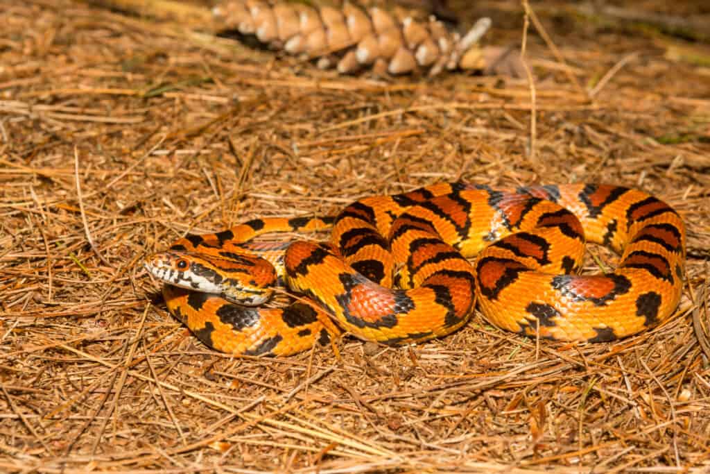 corn snake morphs guide