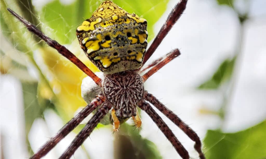 hawaiian garden spider