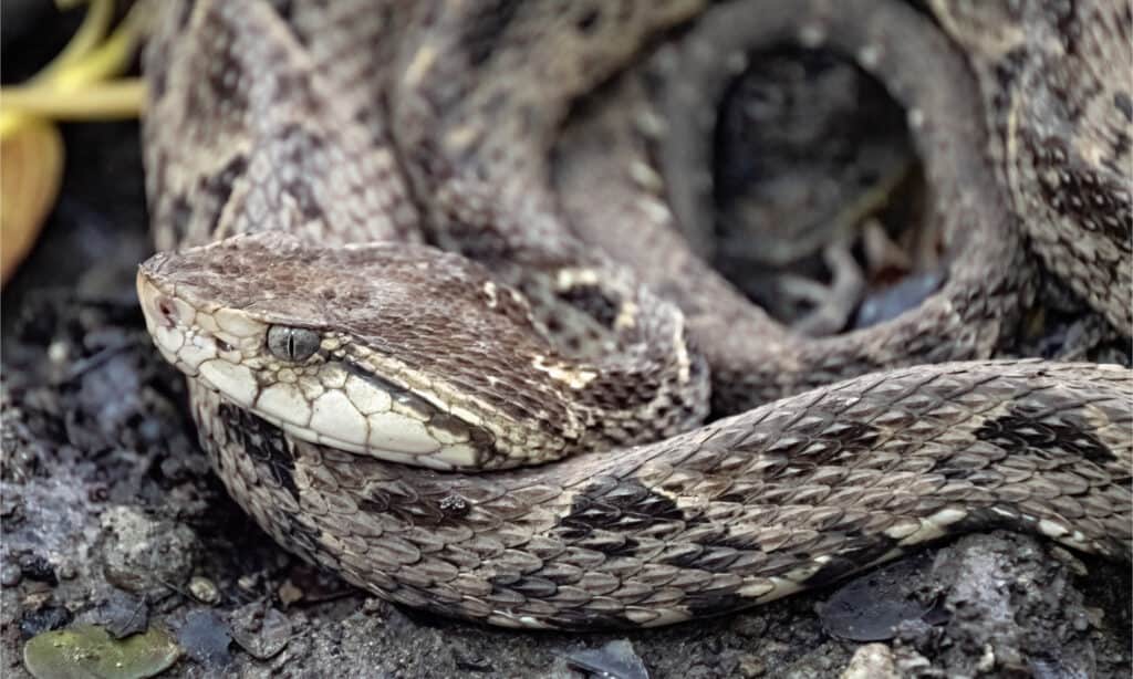 Fer-de-Lance - Bothrops asper