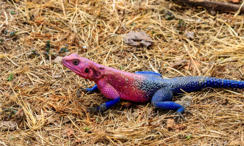 rainbow lizard or rainbow agama