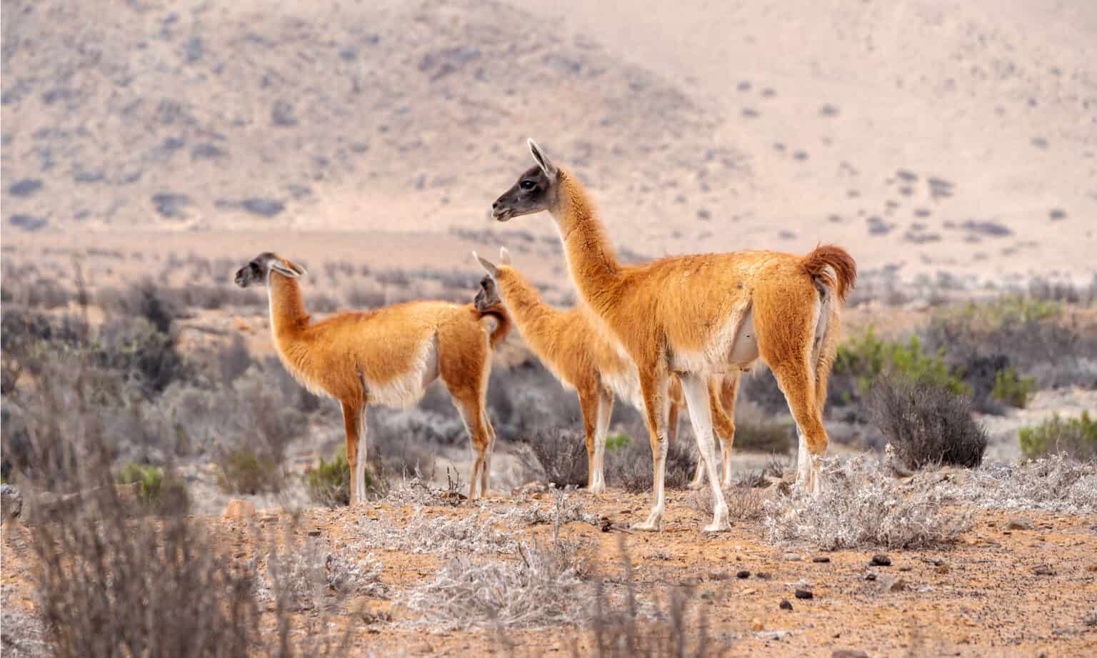 Guanaco Vs Llama - A-Z Animals