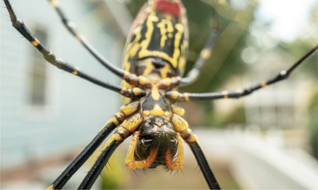 Are Joro Spiders Invasive - Joro Spider Close Up