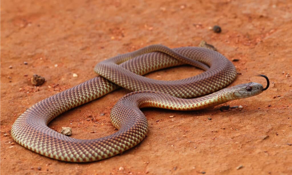 mulga snake - Brown Snakes in Australia