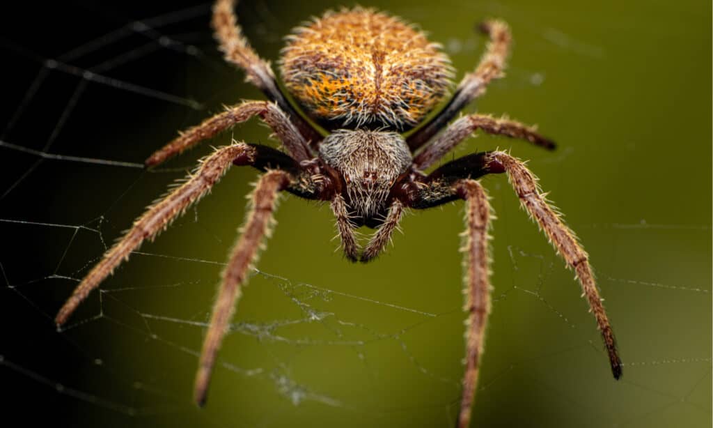 Tropical Orb Weaver