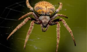 10 Spiders in California Picture