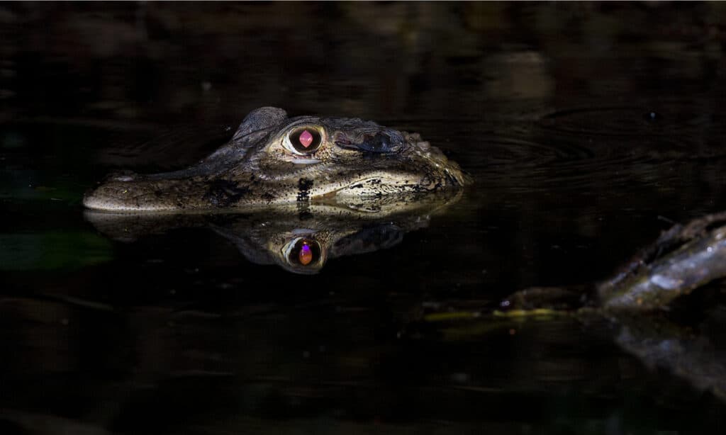 crocodile glowing eyes