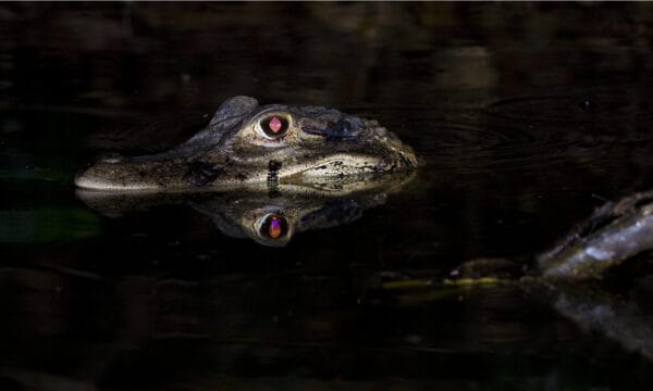 Crocodile Tears: Meaning and Origin of this Common Saying Revealed - A ...