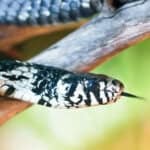 House Snake