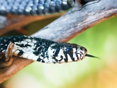 A Chicken Snake