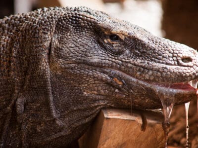 A Witness the Relentless Pursuit of a Massive Komodo Dragon Who Gulps Down an Entire Goat