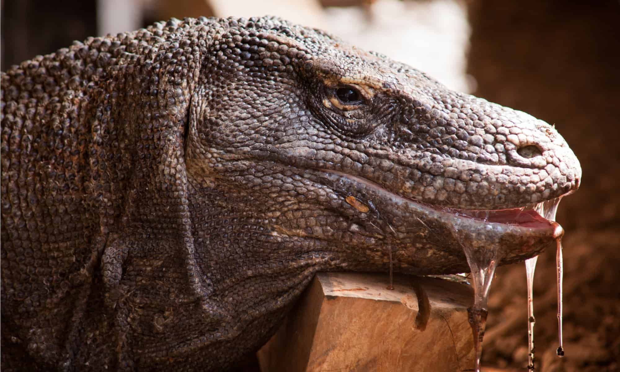 komodo dragon eating a pig