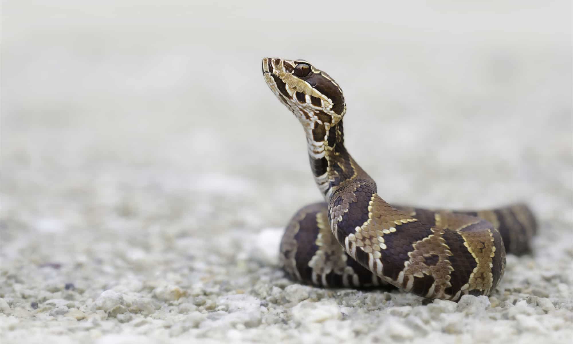 What Venomous Snakes Live Near The Mississippi River? - IMP WORLD