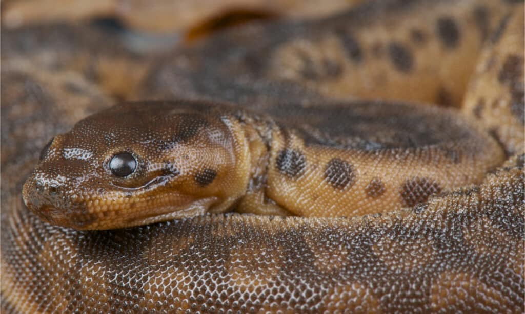 Javan file snake /elephant trunk snake closeup