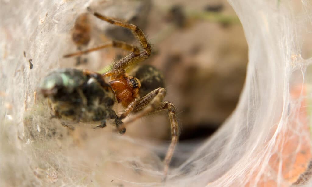 hobo spider