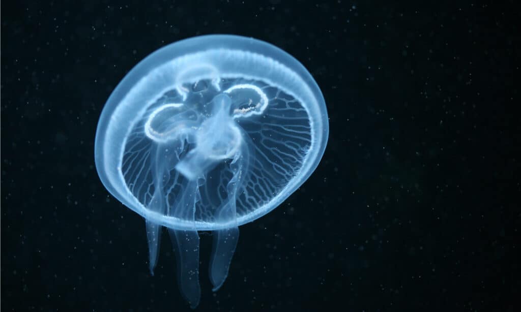 moon jellyfish