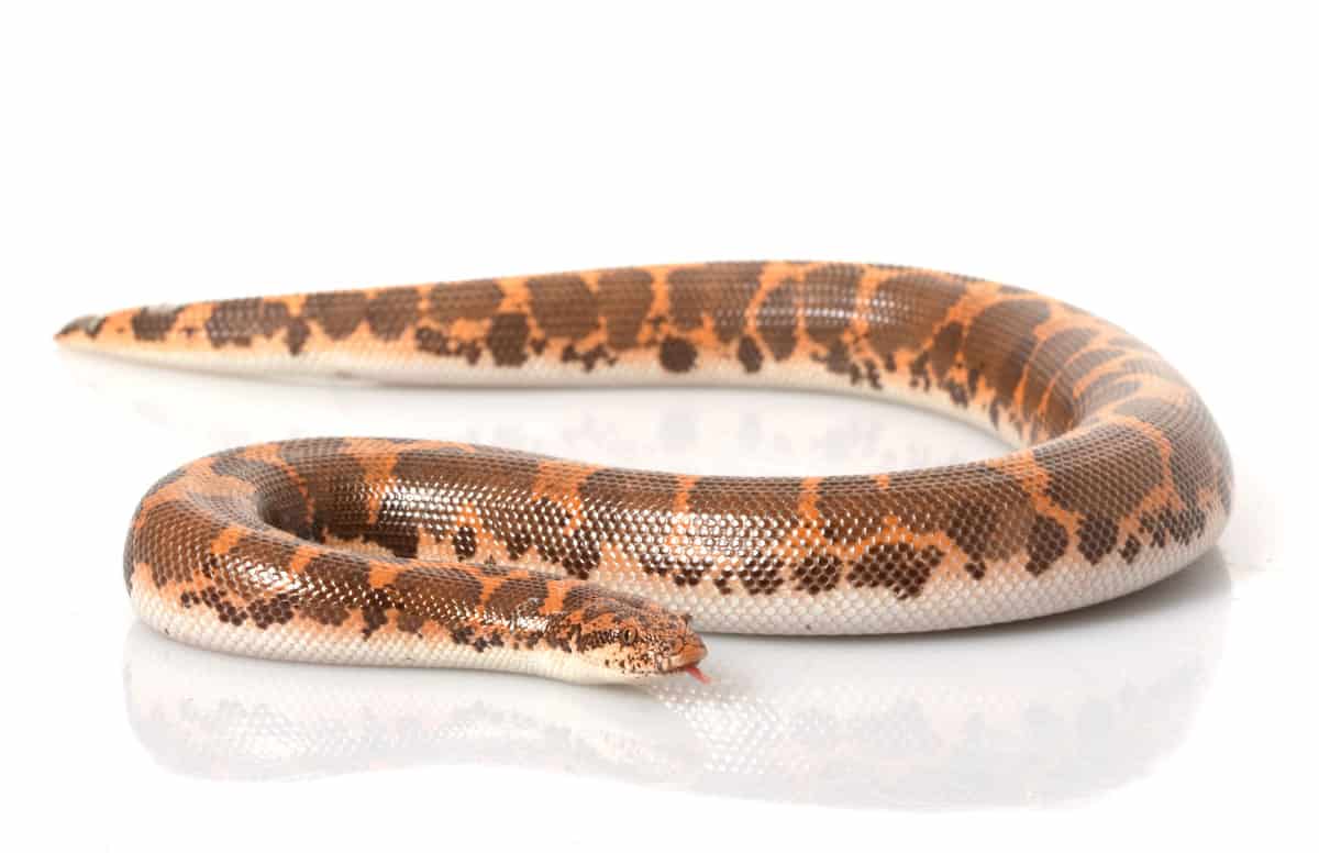 Kenyan Sand Boa - A-Z Animals