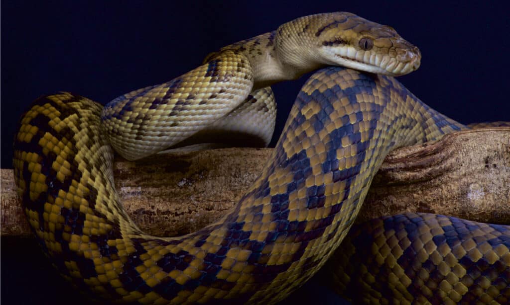 king cobra vs python