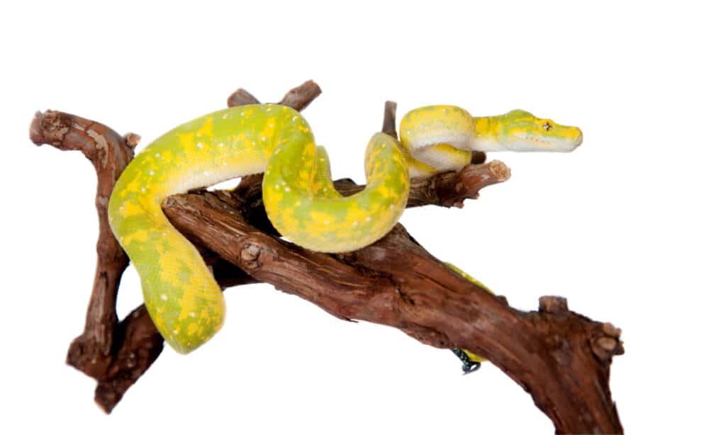Tall yellow-green tree python
