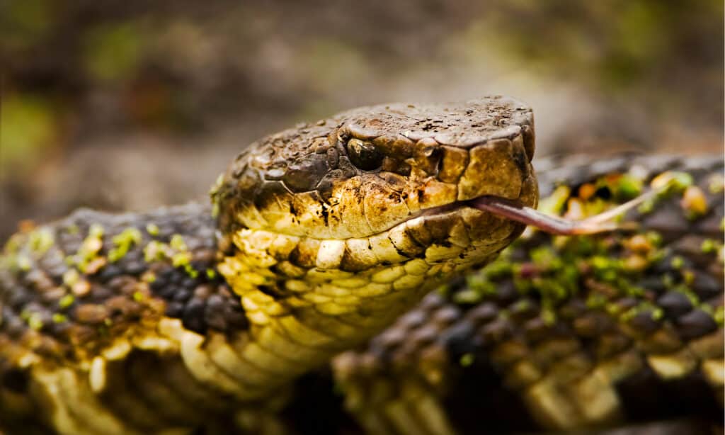 Cottonmouth Snake populations by state vary