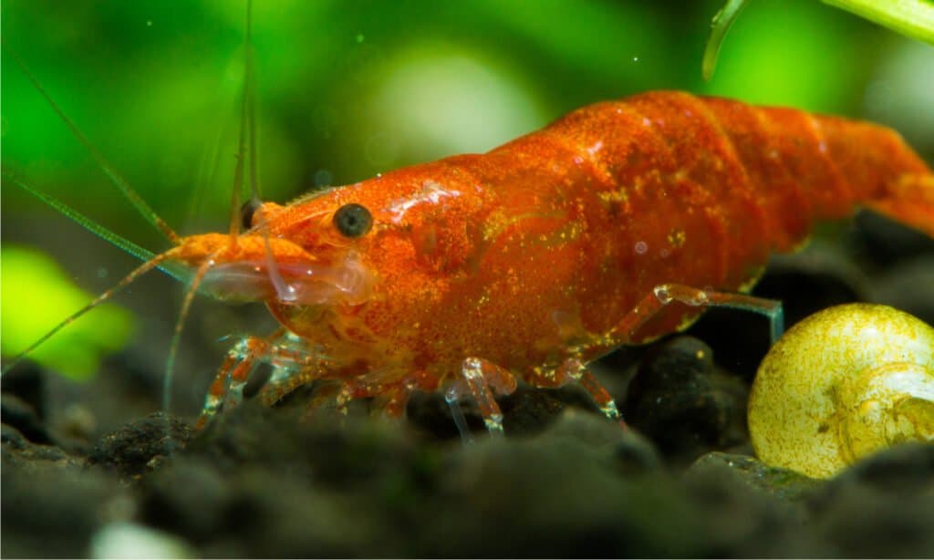 Cherry Shrimp in Tank