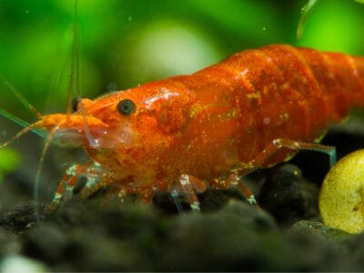 A Shrimp Quiz: What Do You Know?