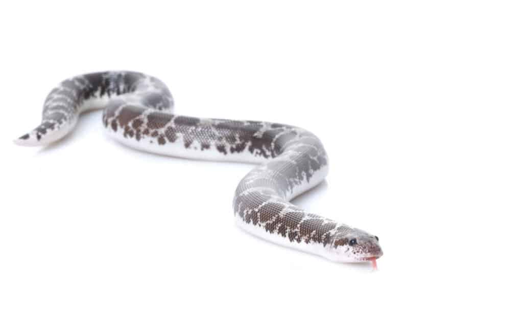 Sand Boa Morphs: Discover The 20+ Types Of Sand Boa Breeds