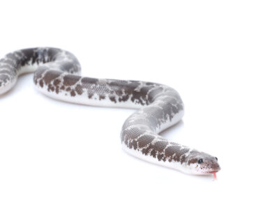 A Kenyan Sand Boa