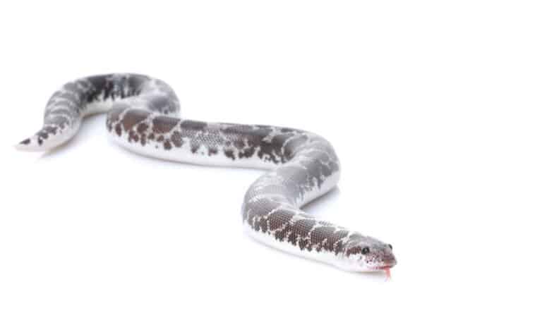 Kenyan Sand Boa