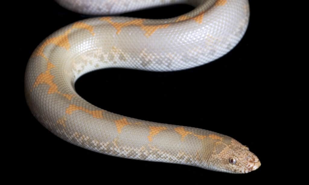 kenyan sand boa