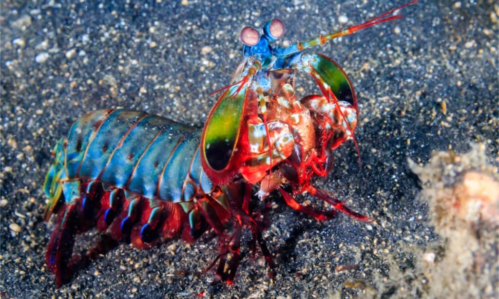 Peacock Mantis Shrimp