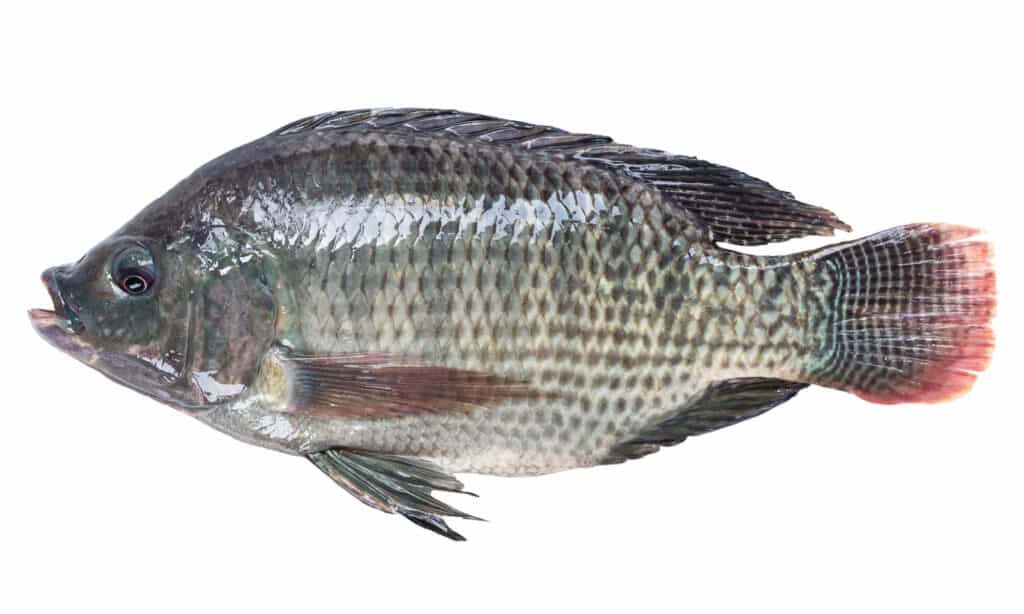 tilapia fish