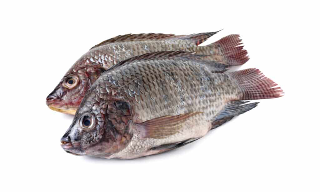 tilapia2