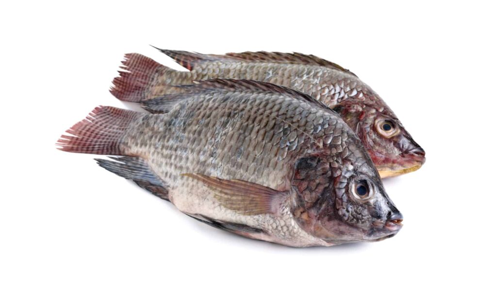 tilapia2