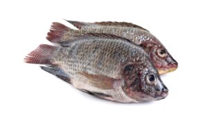 Flounder vs Tilapia: How Are They Different? Picture