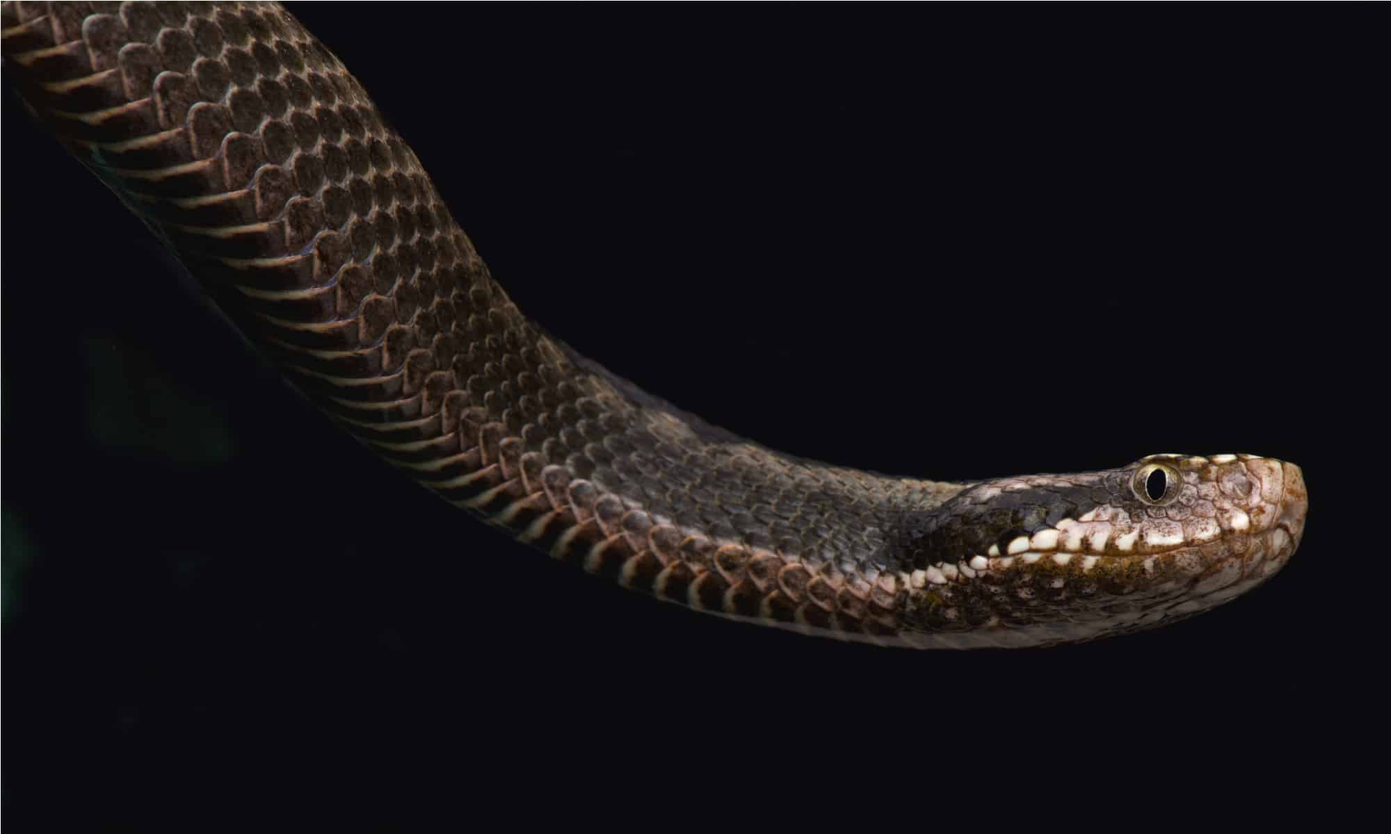 Meet the 8 Rarest Snakes in the World - IMP WORLD