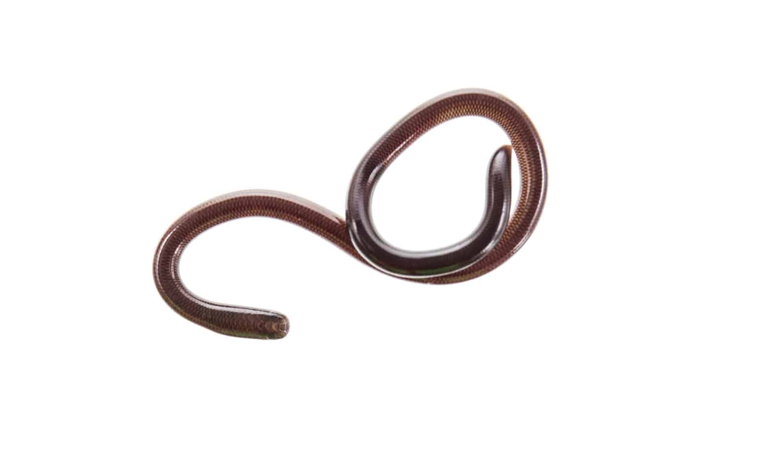 Snake Threading They Exist! 9 of the Weirdest Snakes That Are Real - A-Z Animals