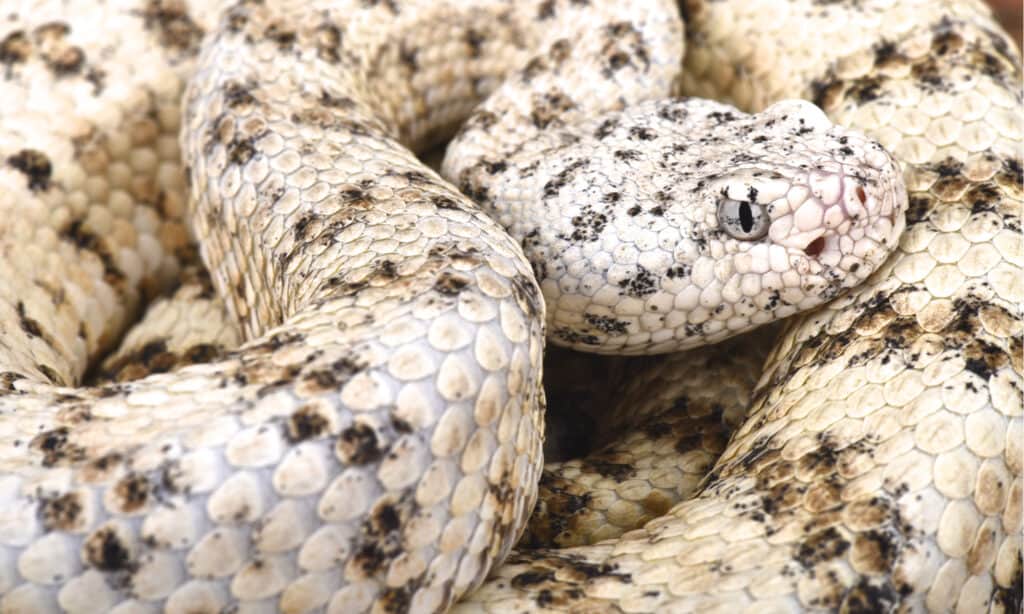 The Southwestern speckled rattlesnake (Crotalus mitchelli pyrrhus)