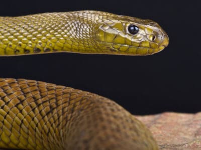 A Inland Taipan vs Mongoose: Who Would Win in a Fight?