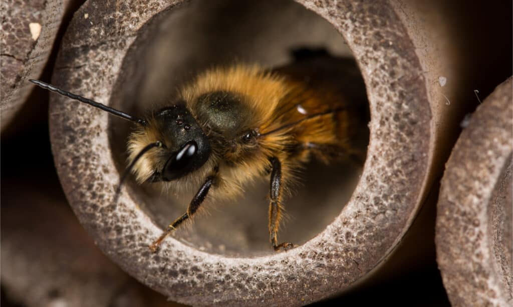 Mason bees can be found in Texas