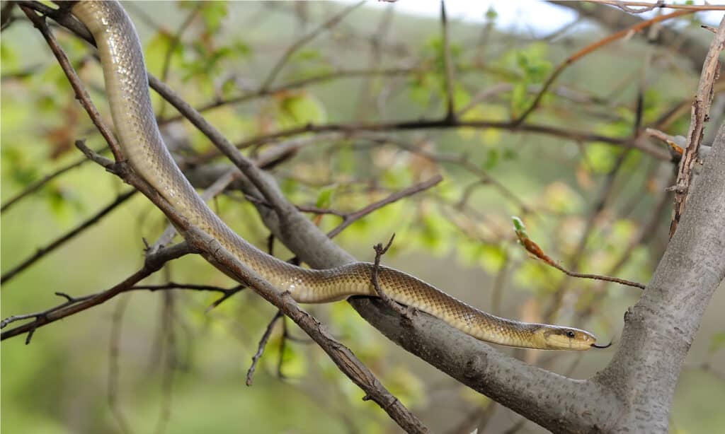 aesculapian snake