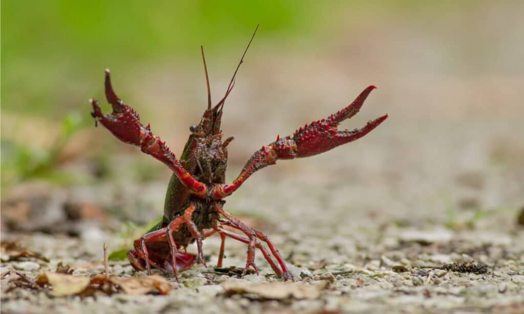 Tôm vs Crawfish