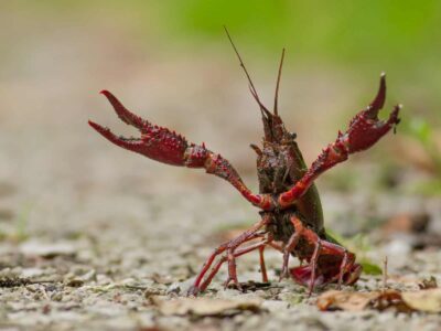 A Crayfish Quiz: Test What You Know About These Crustaceans!