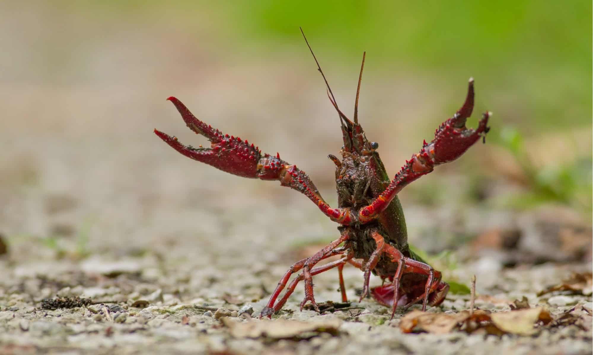 live crawfish in water