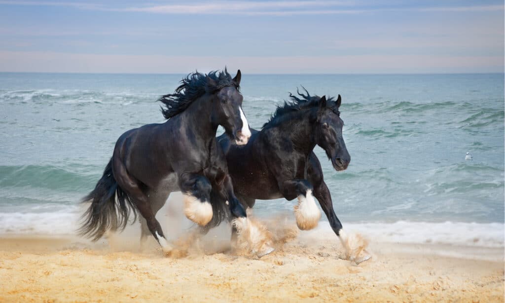Shire Horse Vs Clydesdale- Shire Horse