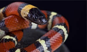8 Black Snakes in South Dakota  photo